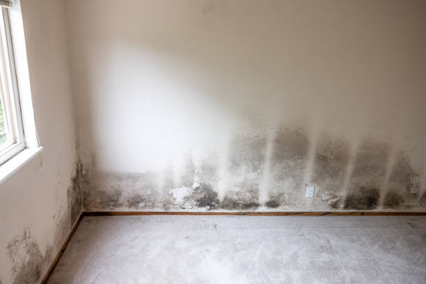 Butner, NC Mold Removal Company